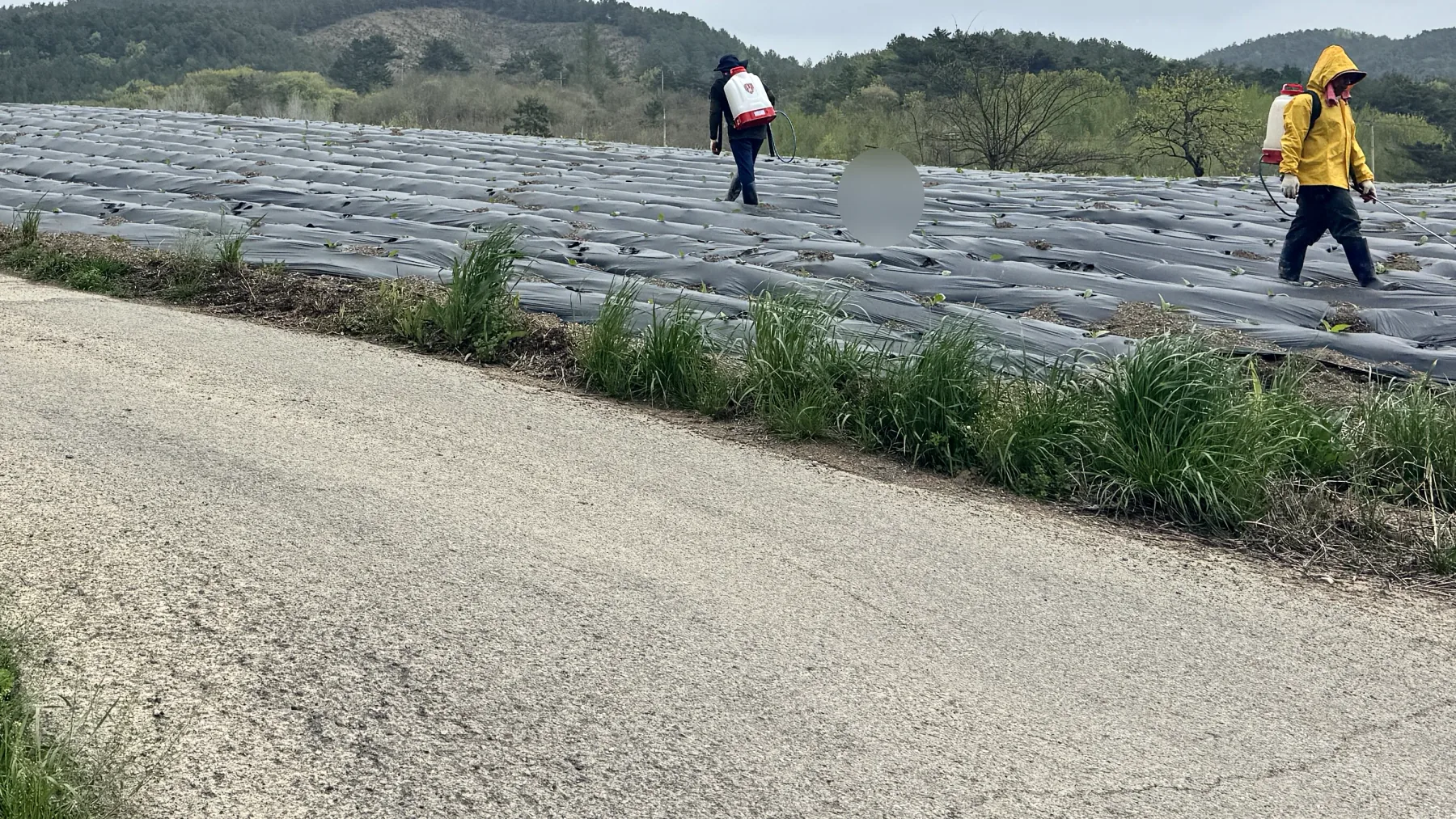 농업 현장에서 실제 작업이 진행되는 장면